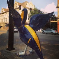 NAVY pelican in SNHU colors