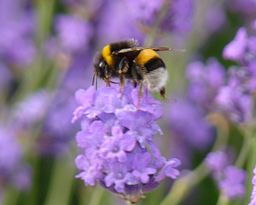 256px-Busy_bee