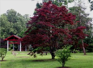 x Acer palmatum 'Atropurpurem'